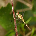 Dragonfly, Caroni Swamp, Trinidad