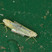 EF7A4789 Leafhoppers