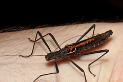 Stick Insect IMG_2677