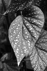Begonia leaf (Explored)