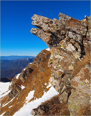 Testa di Lupo sul Monte Orsaro - Wolf's Head at Or
