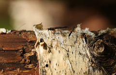 Wood Wasps Forewood