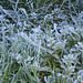 Frost at 11.20 AM.