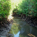 Mangroves  Darwin Northern Territory