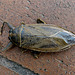 Giant Waterbug (Dead)