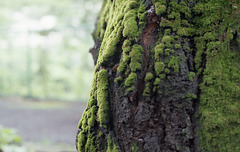 Moss on a cherry trunk
