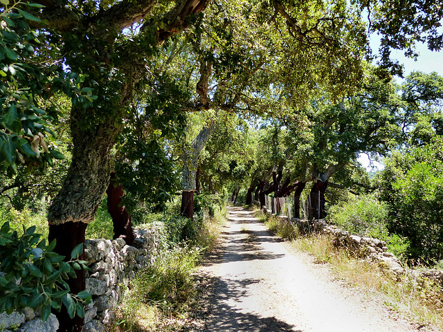 Sardinia - Cork oaks