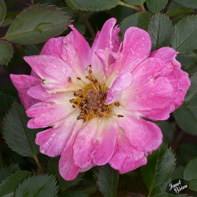363/366: Pink Rose with Drizzled Petals