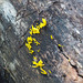 Fungus in Aspen forest - Calocera cornea?
