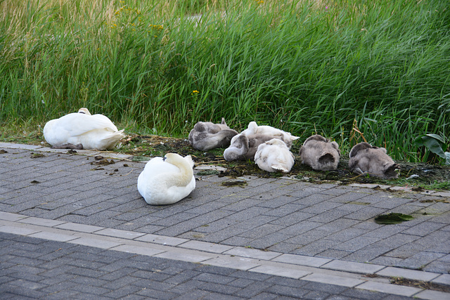 Let sleeping swans lie