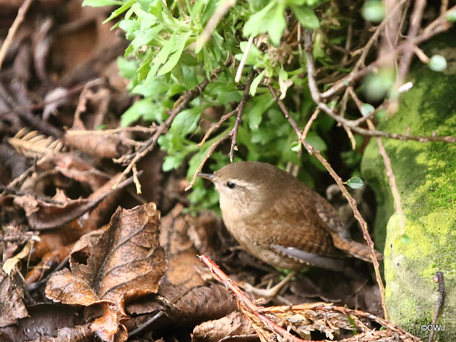 Wren rooting in the flowerbed this morning