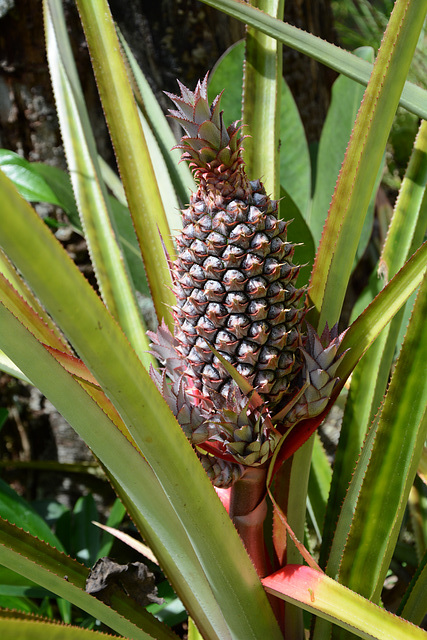 Venezuela, Wild Pineapple in the Jungle
