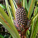Venezuela, Wild Pineapple in the Jungle