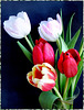 Five Tulips...  ©UdoSm