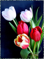 Five Tulips...  ©UdoSm