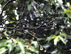 raindrops and spider silk