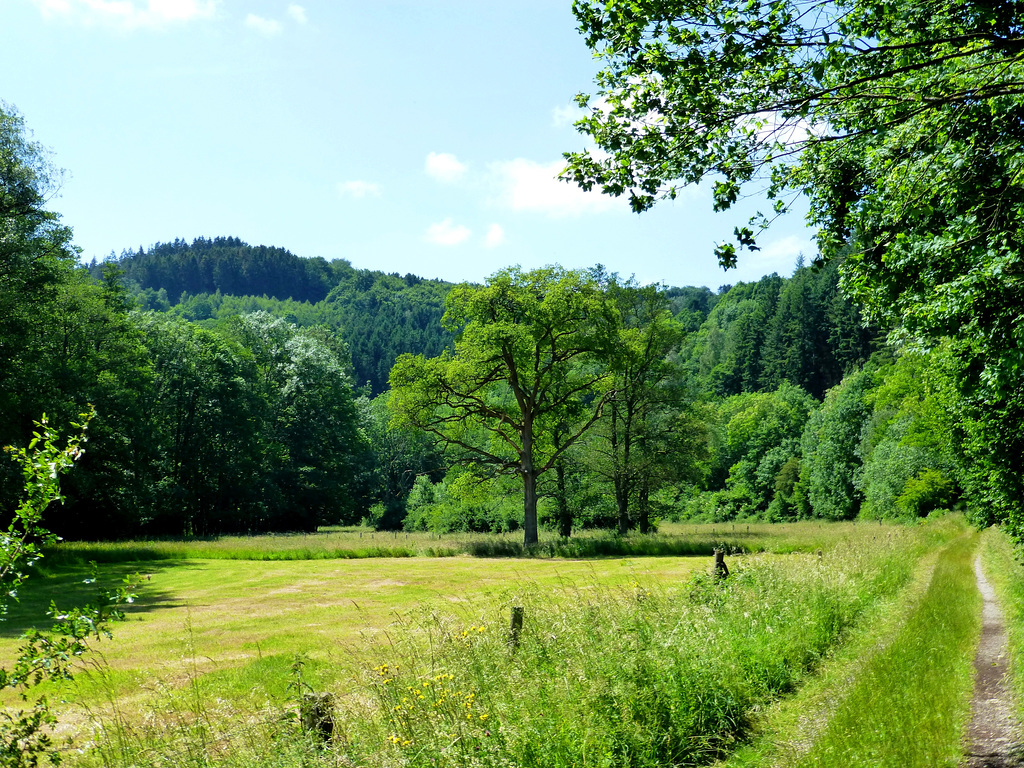 DE - Hürtgenwald - Viertälerweg Trail