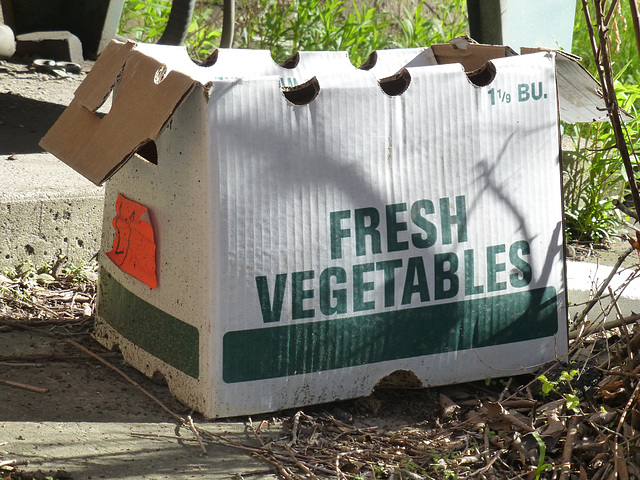 Fresh Vegetables - 8 May 2019