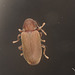 Beetle IMG_9883