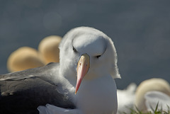 Portrait Albatros (Mollymauk or  Black-browed Albatros)