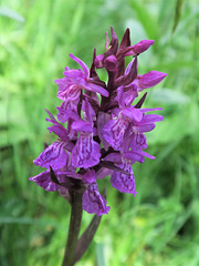 Orchidée sauvage (Dactylorhiza alpestris ?), Le Casset, Monétier-les-Bains (France)