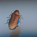Beetle IMG_9875