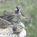 Sparrows on Pedestal