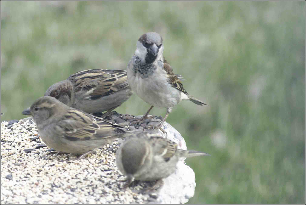 Sparrows on Pedestal