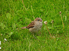 Young Tree Sparrow 1