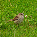 Young Tree Sparrow 1