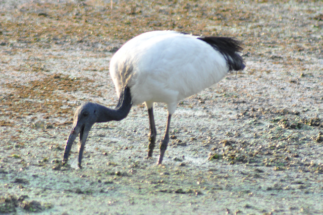 Blanka ibiso. Okavango-Delto
