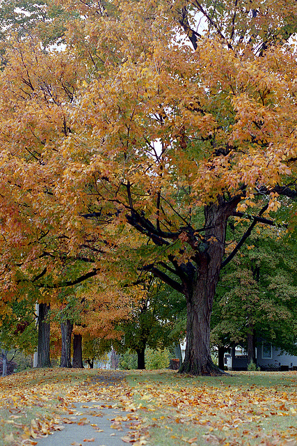 Fall Tree 1995