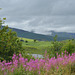 Wales, Willow-herb in Snowdonia National Park