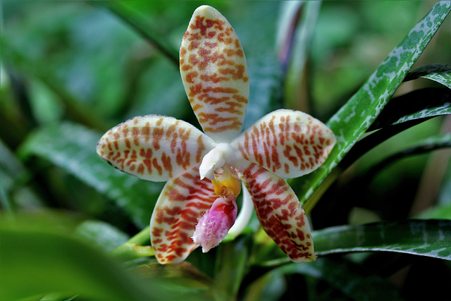Phalaenopsis sumatrana 'South Thailand'