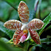 Phalaenopsis sumatrana 'South Thailand'