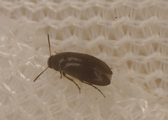 Beetle in a sweep met