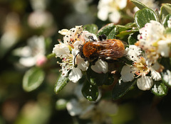 Patio Bee