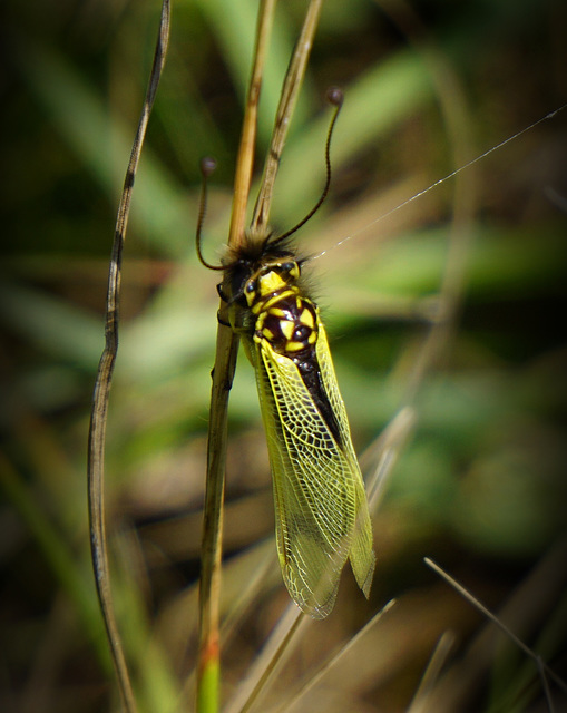 Eine Insektenrarität - A really rare insect