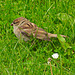 Young Tree Sparrow 2
