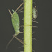 Aphids EF7A4772
