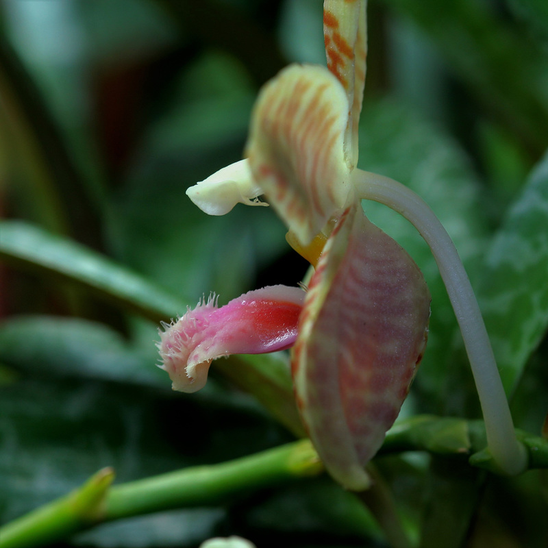 Phalaenopsis sumatrana 'South Thailand' (2)