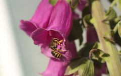 Patio Life Bee (2)