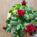 gdn - mini roses