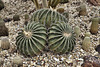 Three's a Crowd – Desert Botanical Garden, Papago Park, Phoenix, Arizona