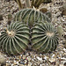 Three's a Crowd – Desert Botanical Garden, Papago Park, Phoenix, Arizona