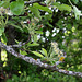 Pyrus pyraster (communis pyraster ) (5)