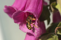Patio Life Bee