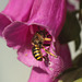 Patio Life Bee