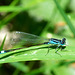 Common Bluetail m (Ischnura elegans) DSC 5544