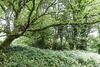 Trees in Farnham Park